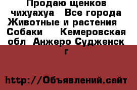 Продаю щенков чихуахуа - Все города Животные и растения » Собаки   . Кемеровская обл.,Анжеро-Судженск г.